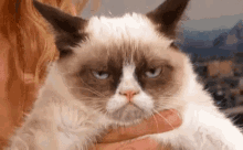 不爽貓 Grumpy Cat - 生無可戀臭臉