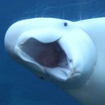 白鯨 - 震驚張大嘴 (Surprised Beluga)