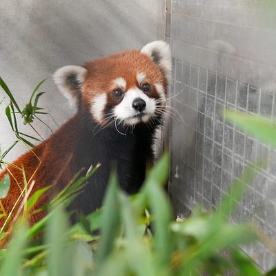 台北動物園小貓熊 - 未來探頭張望