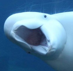 白鯨 - 震驚張大嘴 (Surprised Beluga)