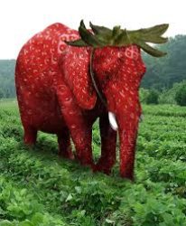 Strawberry Elephant - 草莓大象