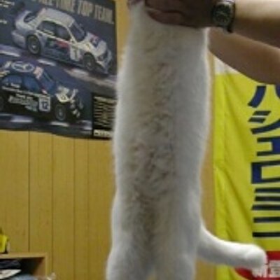 Longcat - 超長白貓伸展