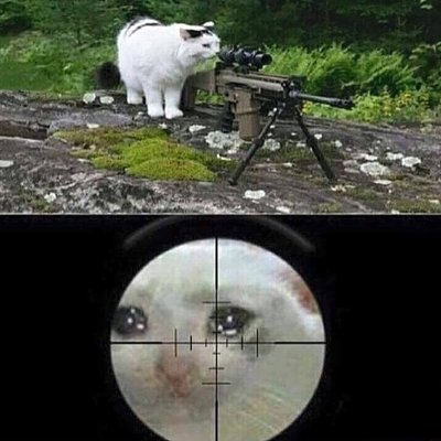 狙擊手貓 - 瞄準鏡裡的哭哭貓 (Sniper Cat)