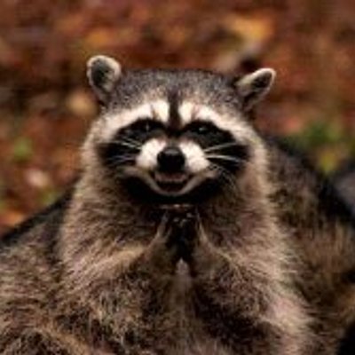 腹黑浣熊 - 搓手謀劃 (Evil Plotting Raccoon)
