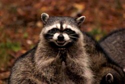 腹黑浣熊 - 搓手謀劃 (Evil Plotting Raccoon)