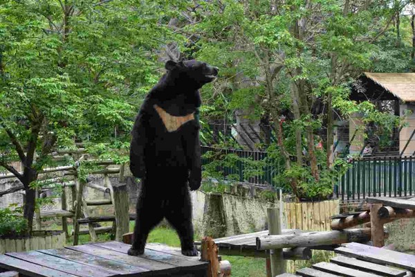 壽山動物園黑熊波比 - 站太挺變打工人