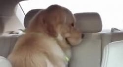 迷因狗 - 車上邪惡假笑