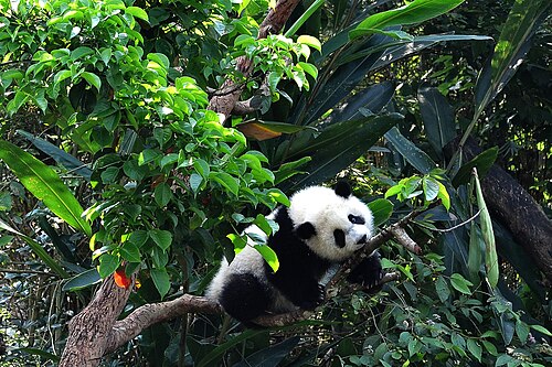 台北動物園 - 貓熊圓仔啃樹枝耍廢