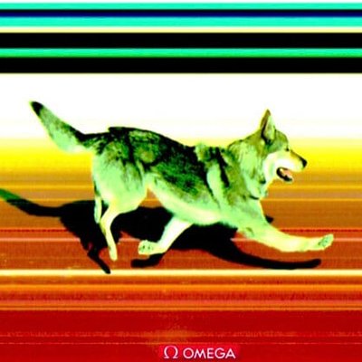 米蘭冬奧 - 闖入衝刺線的狼犬Nazgul