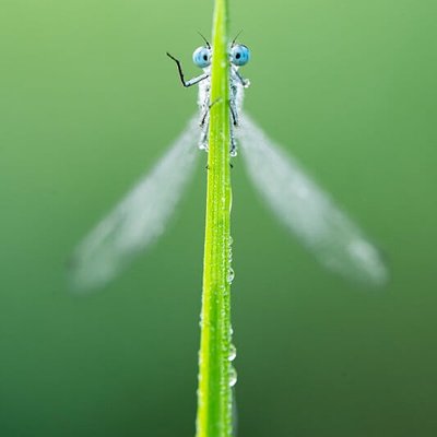 豆娘躲草葉後 - 大眼睛偷看
