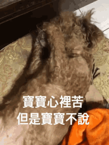 寶寶心裡苦但是寶寶不說