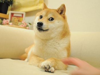 Doge - 元祖柴犬表情包