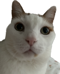 憂慮貓 - 眉頭深鎖的擔心臉