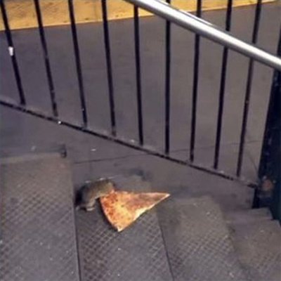 披薩老鼠 Pizza Rat
