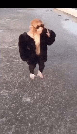 墨鏡貂皮猴 - 霸氣走秀登場