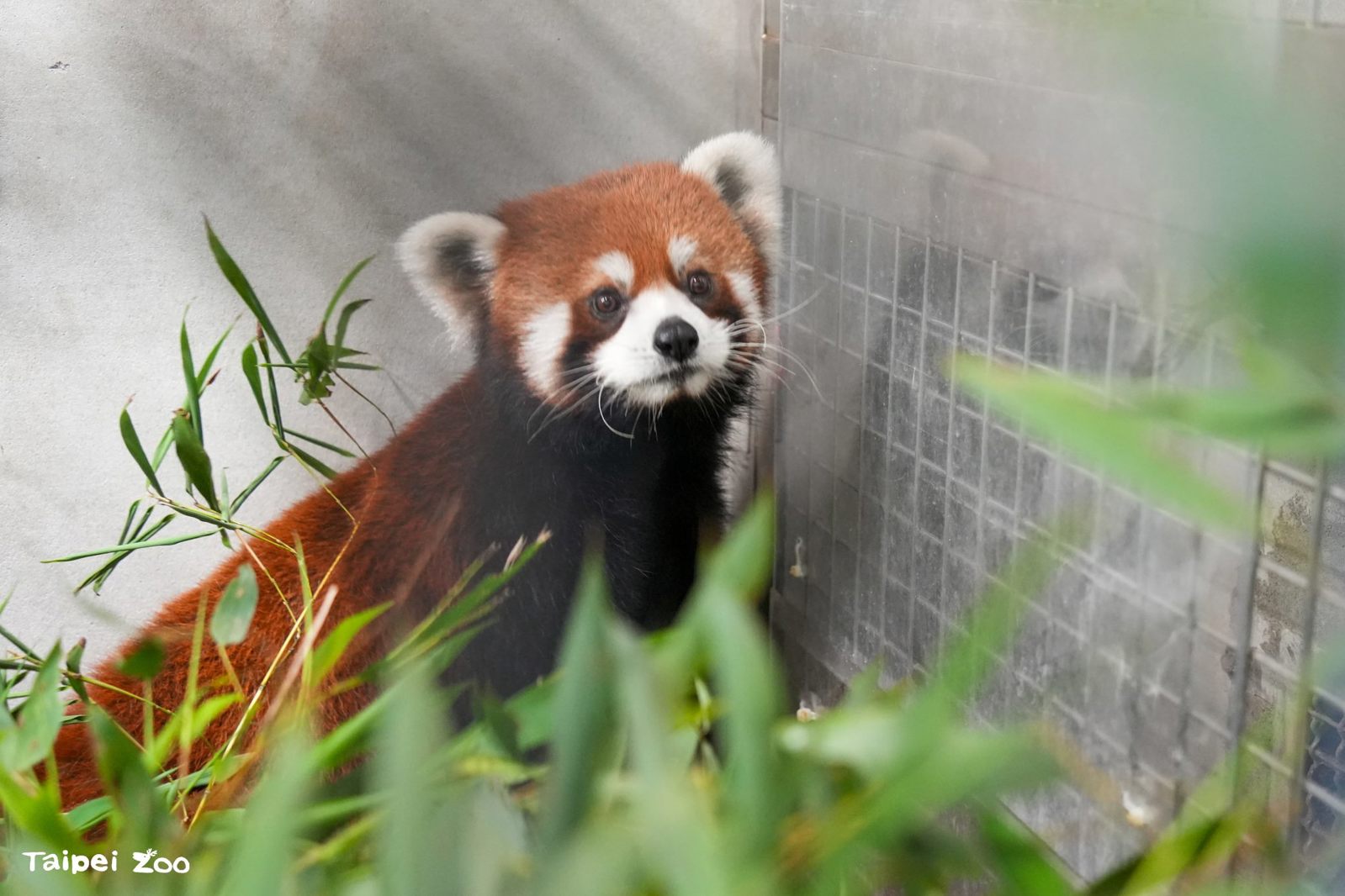 台北動物園小貓熊 - 未來探頭張望