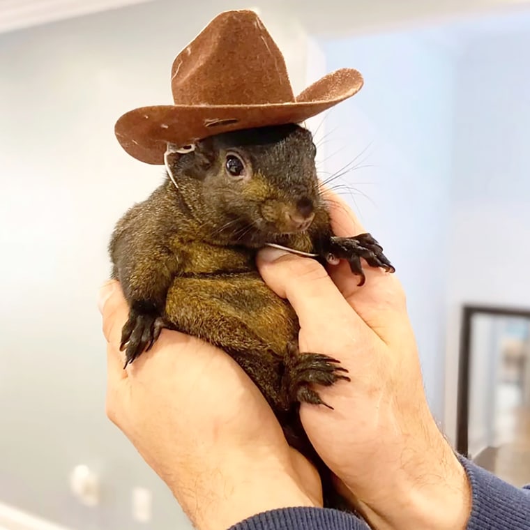 花生松鼠 Peanut the Squirrel