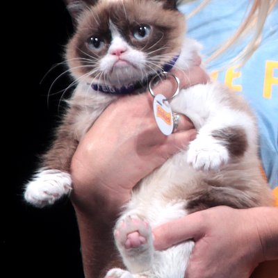 不爽貓 Grumpy Cat