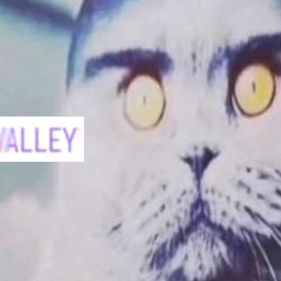 驚嚇瞪眼貓 - Folk Valley Cat