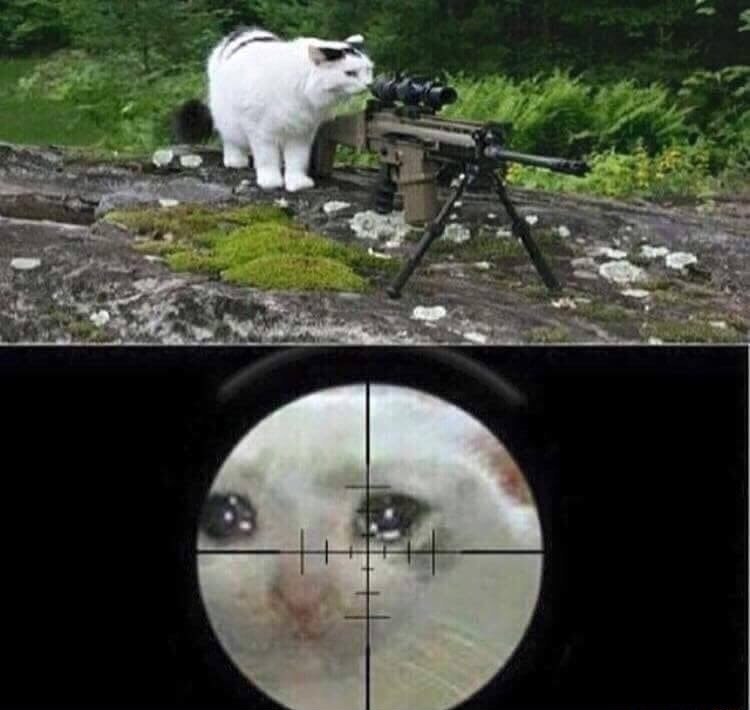 狙擊手貓 - 瞄準鏡裡的哭哭貓 (Sniper Cat)