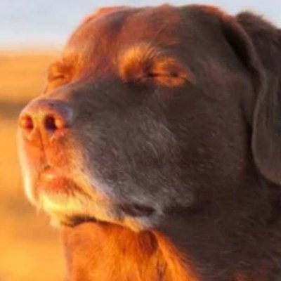 老忠犬 - 累到瞇眼認命